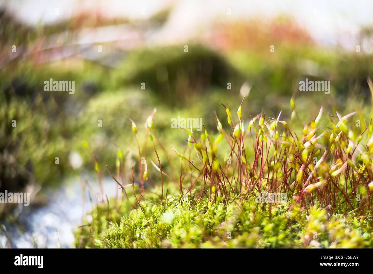Macro shot of red stalks of moss with green spore capsules. Macro natural background. Stock Photo