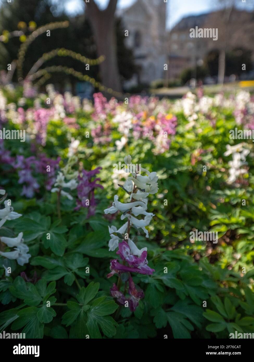 Flowers in a Park in Bern, Switzerland Stock Photo Alamy