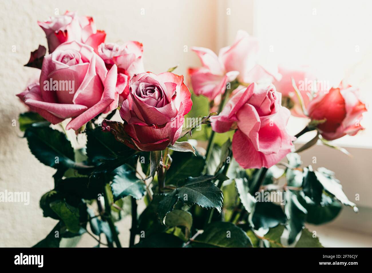 Bouquet of pink roses by the window Stock Photo