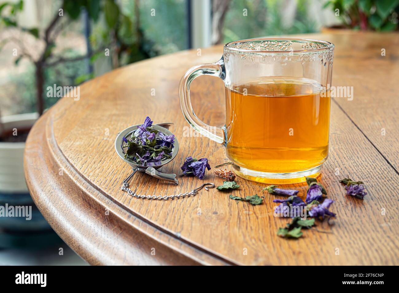 Cough herbal tea - hyme, green anise, ground ivy, pine bud, mallow flowers in a white cup and in a tea infuser on an old wooden table in the dining ro Stock Photo