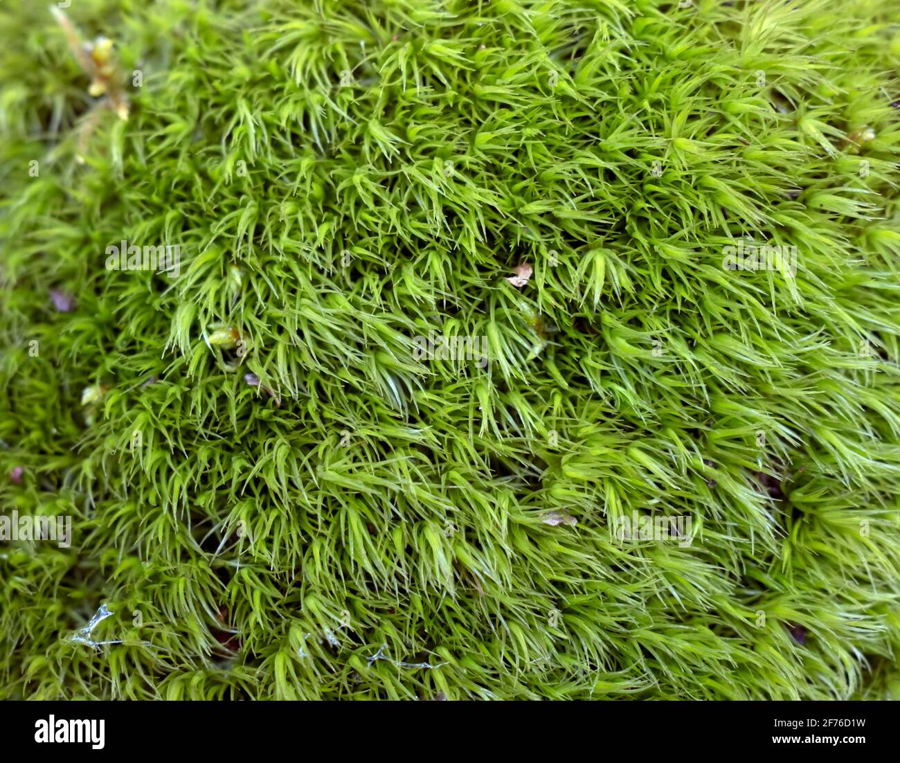 Cypress-leaved Plait-moss Hypnum cupressiforme Hedw. in closeup Stock Photo