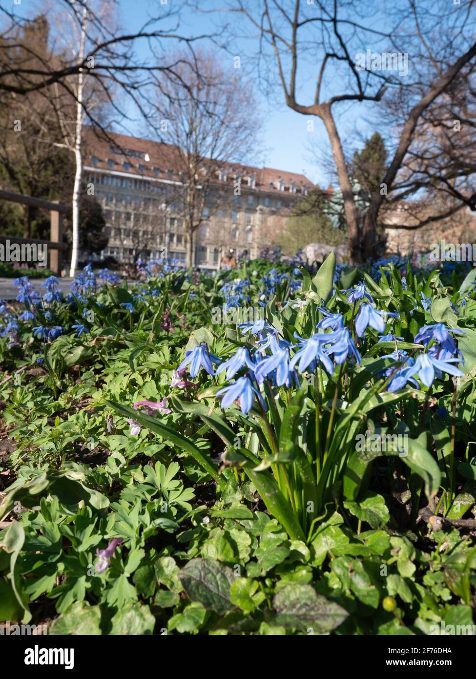 Park in the City of Bern during spring Stock Photo - Alamy