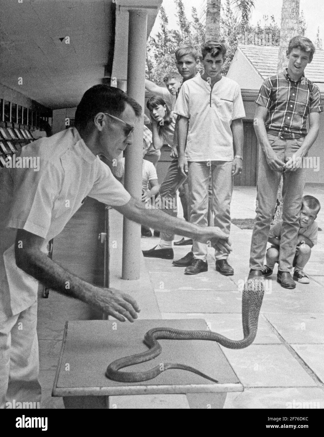 Bill Haast gives his famous cobra milking show at the Serpentarium in Miami, Florida.  CA 1960's. Stock Photo