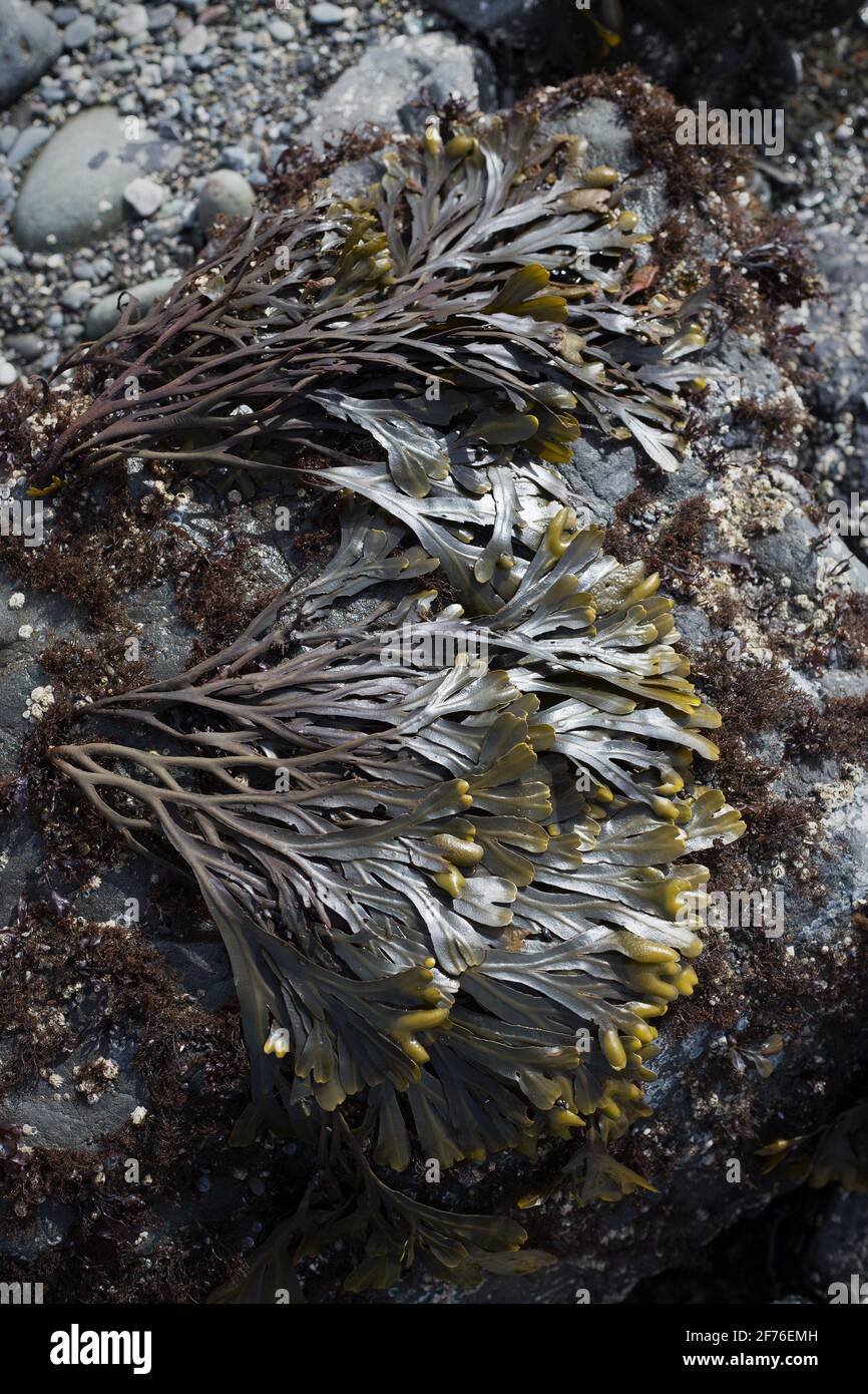 Rockweed at low tide at McVay Rock State Recreation Area in Brookings, Oregon. Stock Photo