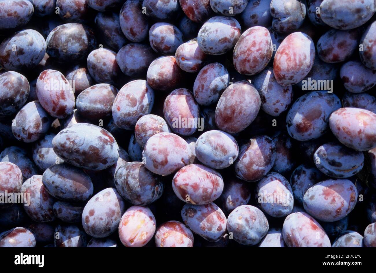 Pile of freshly harvested plums Stock Photo
