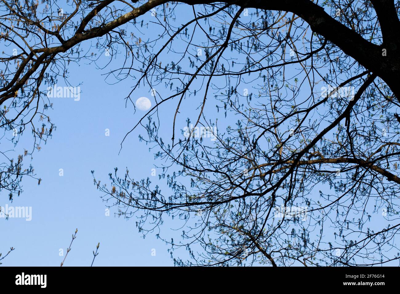 Moon seen through tree branches in early evening sky - USA Stock Photo