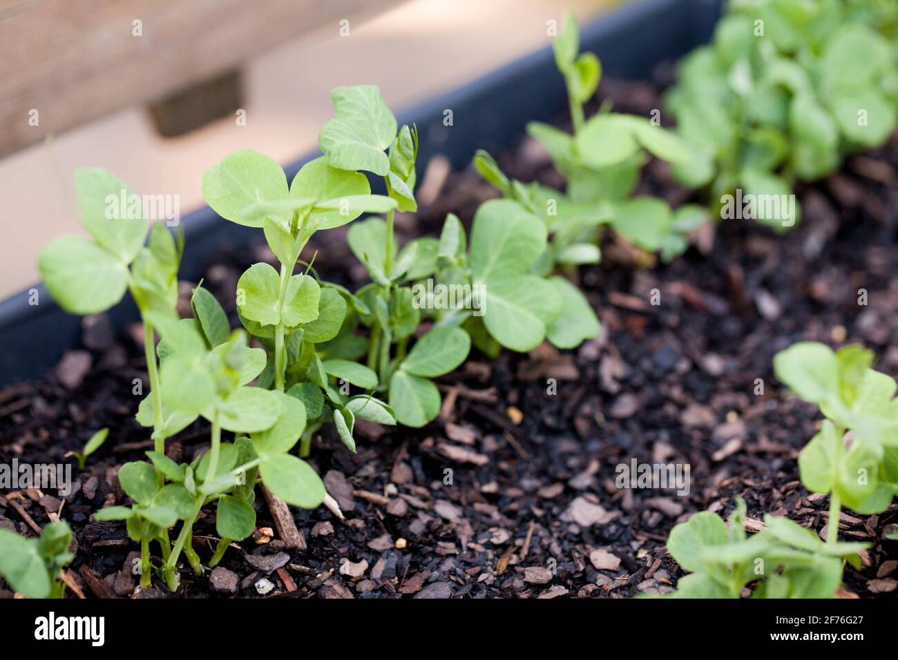 Pea seedlings growing - USA Stock Photo