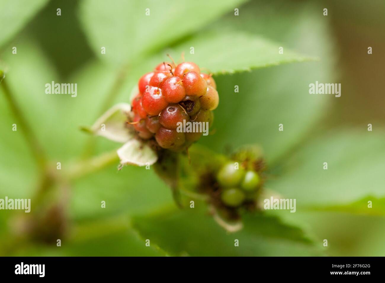 American red raspberry (Rubus idaeus) - USA Stock Photo