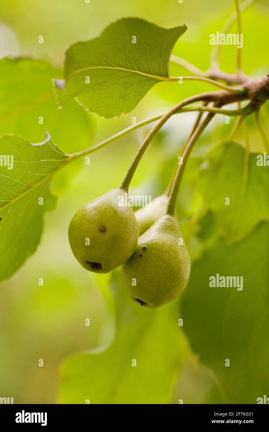 Young Bosc pear (Pyrus communis), aka Beurre bosc, Kaiser pear, European pear, on branch, close up - USA Stock Photo