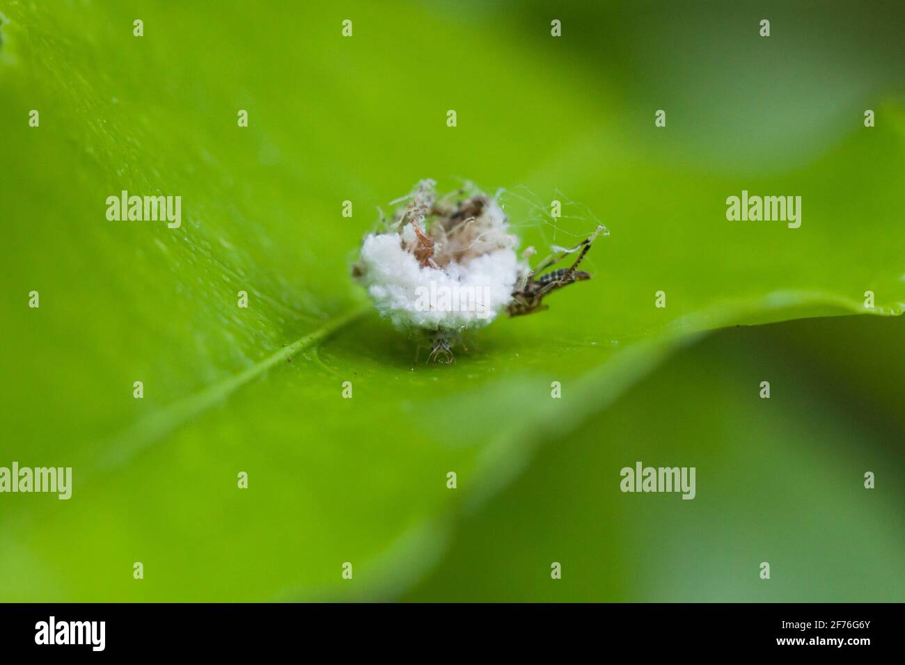 Larval stage of a Lacewing insect (Chrysopidae), aka junk bug, trash bug, carrying debris on its back - USA Stock Photo