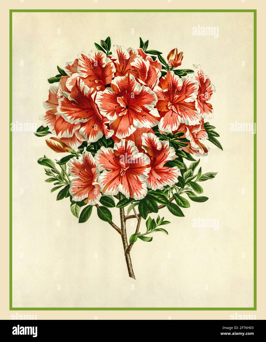 Azalea indica punctulata variegata lithograph vintage illustration 1900's Stock Photo
