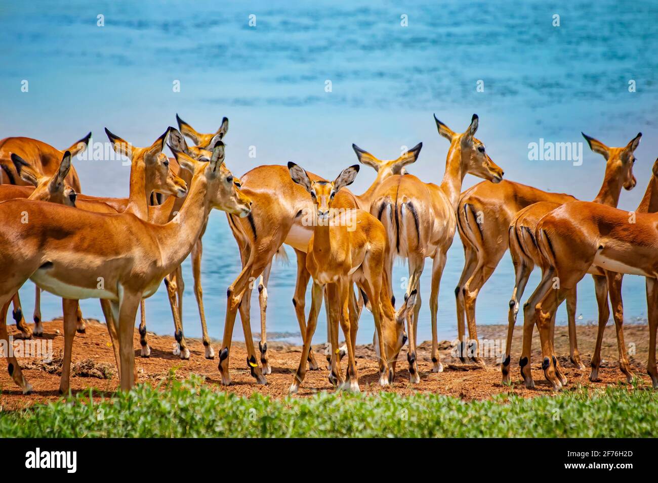 Group of wild African safari antelopes together in the grasslands of the Tsavo East in Kenya, Africa. In the background is a watering hole behind them Stock Photo