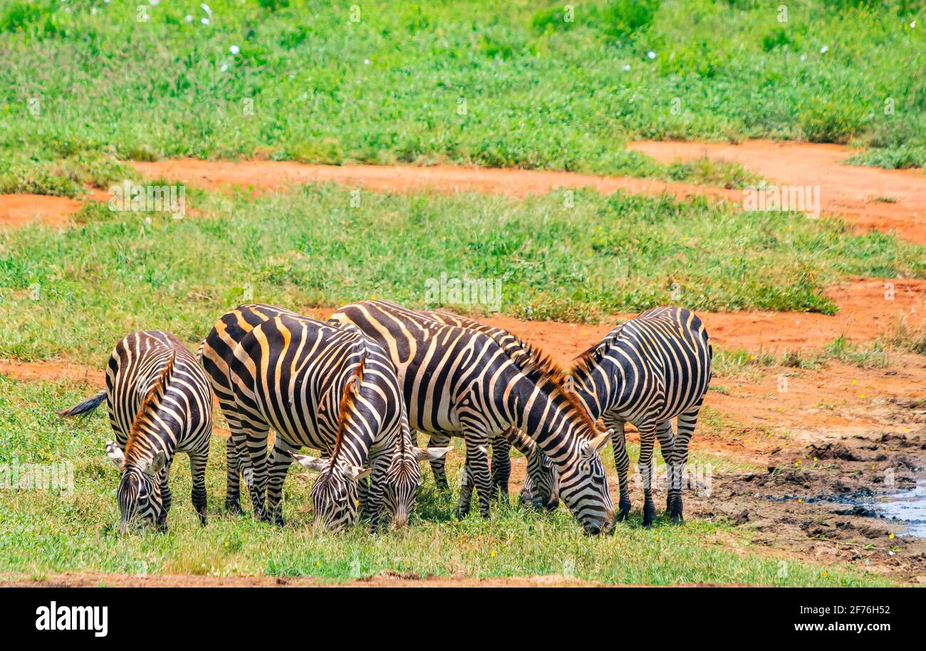Group of Grevy's zebras stands by the pond. It is a wildlife photo in Africa, Kenya, Tsavo East National park. I Stock Photo