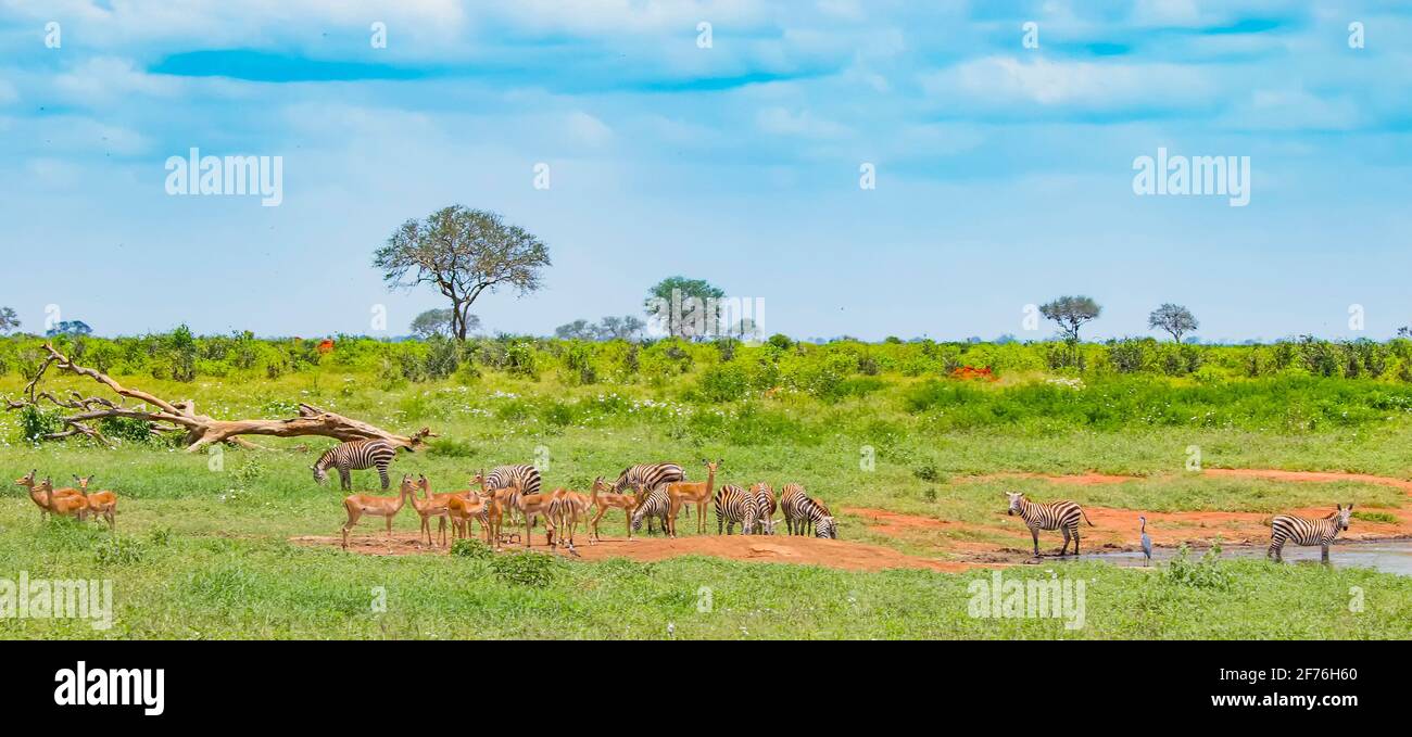Zebras and antelopes near a watering hole on a safari in Africa. It's in Tsavo East, Kenya. Stock Photo