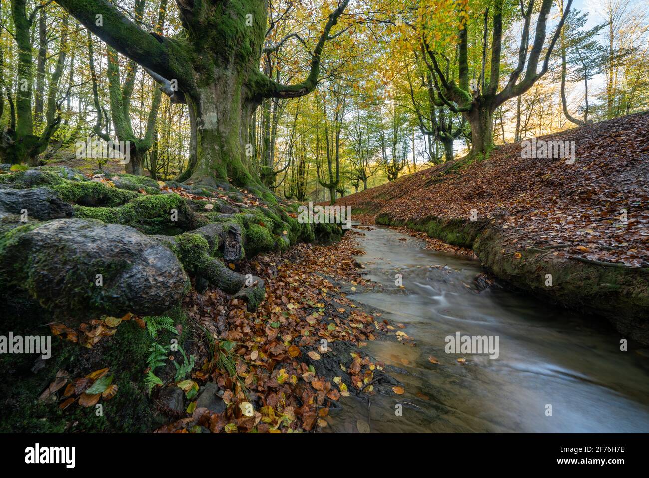 Beech forest in otzarreta hi-res stock photography and images - Alamy
