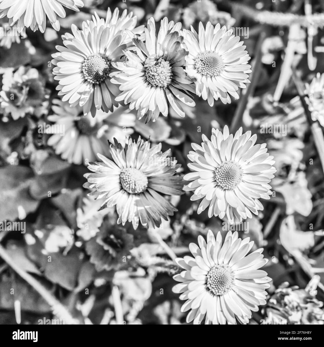 Daisy flower bed Black and White Stock Photos & Images - Alamy