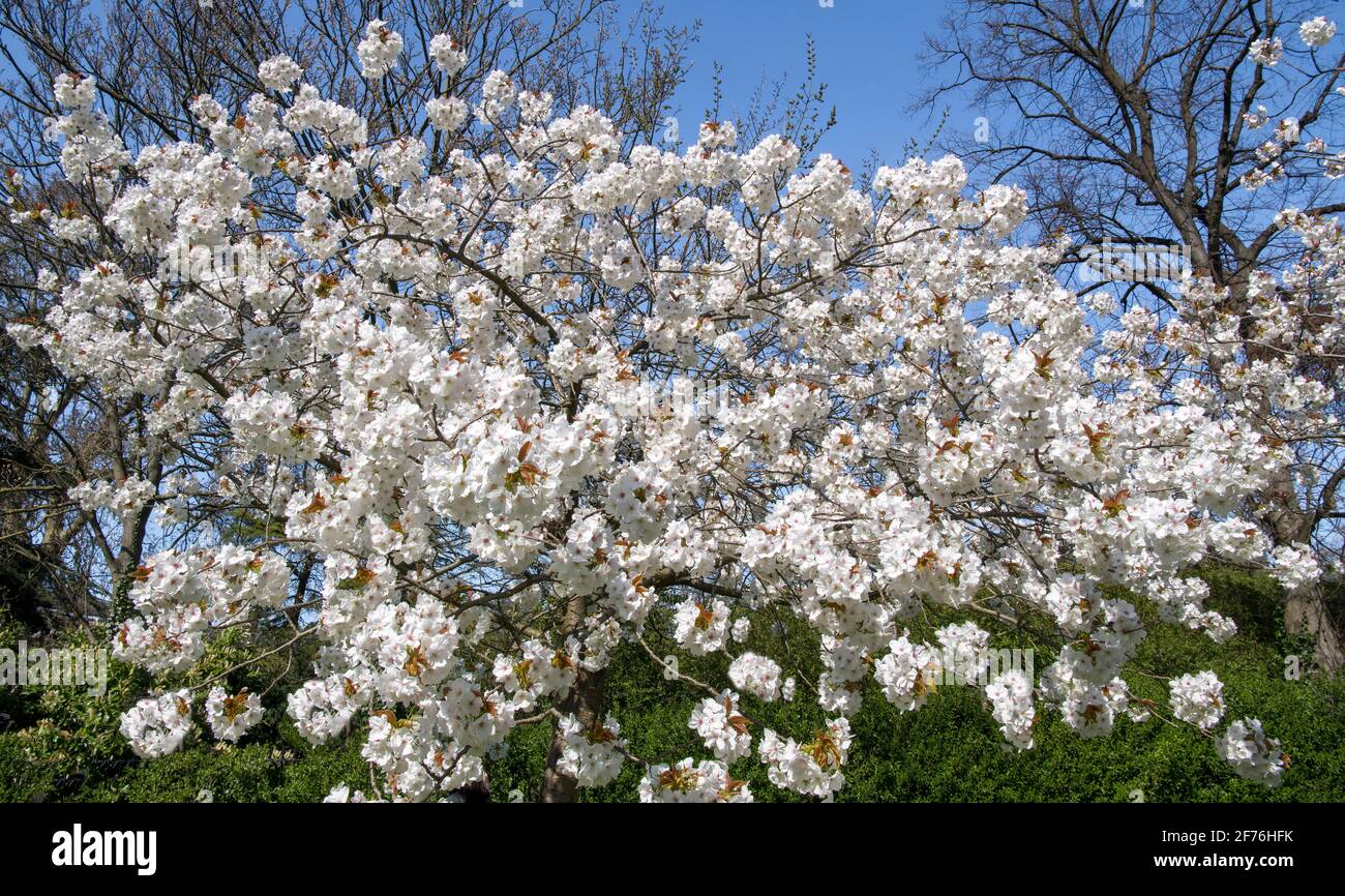 Cherry Blossom Taihaku variety Regents Park London Stock Photo