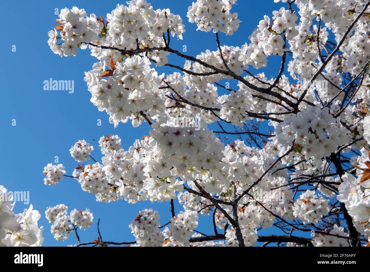 Close up Cherry Blossom Taihaku variety Regents Park London Stock Photo