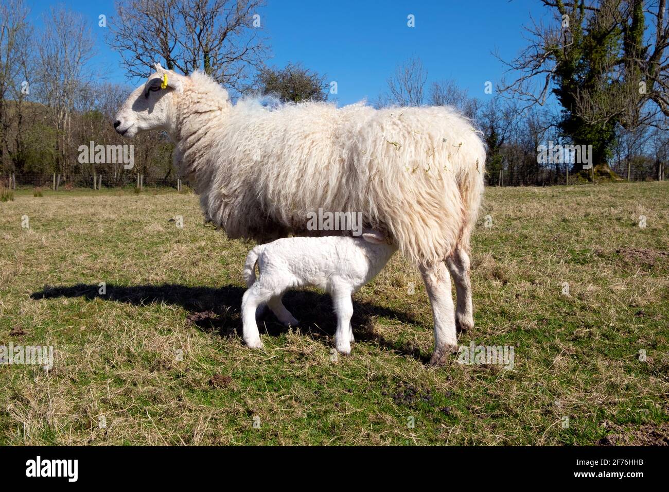 Lactating ewe and baby lamb sucking from mother sheep standing in a field in spring sunshine on farm April Carmarthenshire West Wales UK KATHY DEWITT Stock Photo