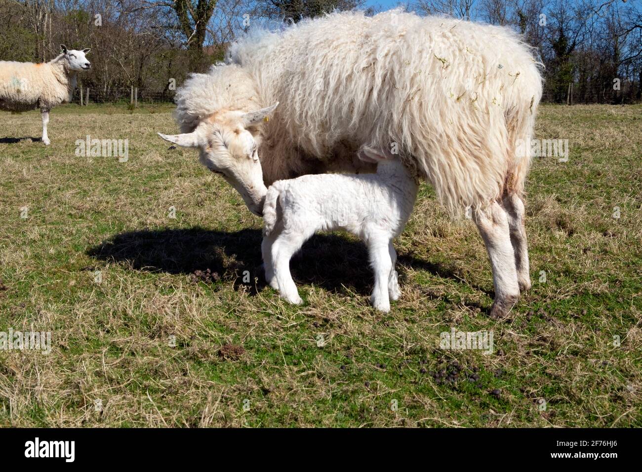 Lactating ewe and baby lamb sucking from mother sheep standing in a field in spring sunshine on farm April Carmarthenshire West Wales UK KATHY DEWITT Stock Photo