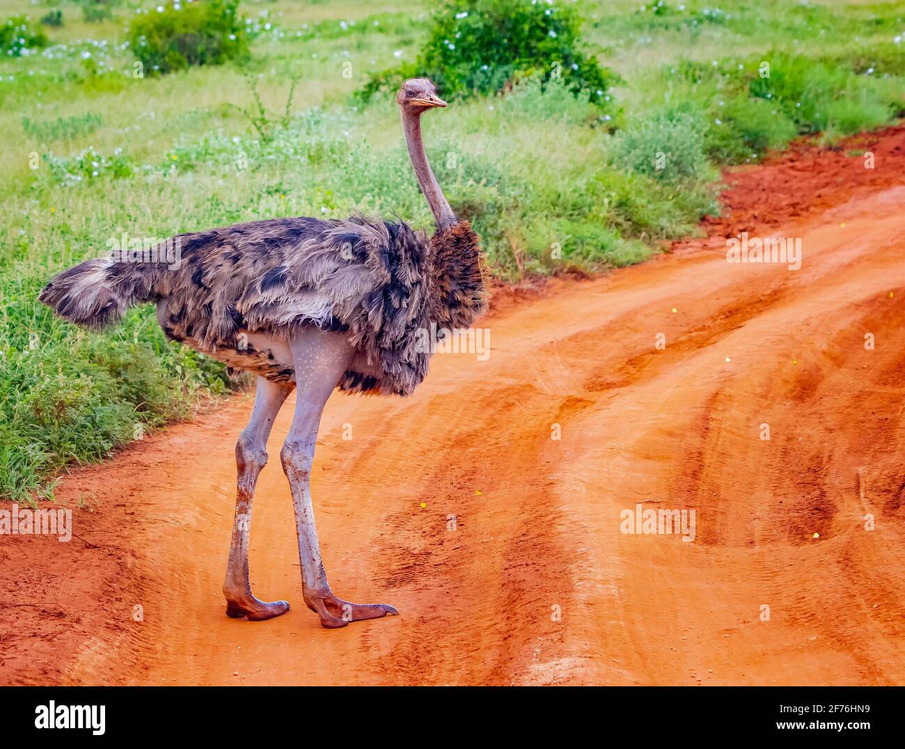 Close up photo of An ostrich stands on a dirt road in the middle of a