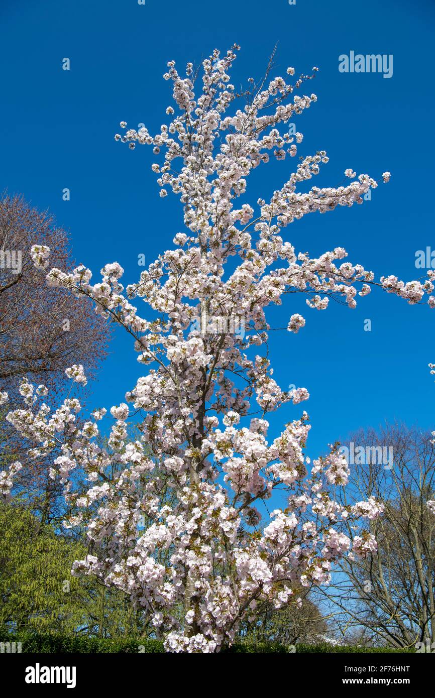 White Cherry blossom tree Sunset Boulevard variety Chester Road Regents Park London Stock Photo
