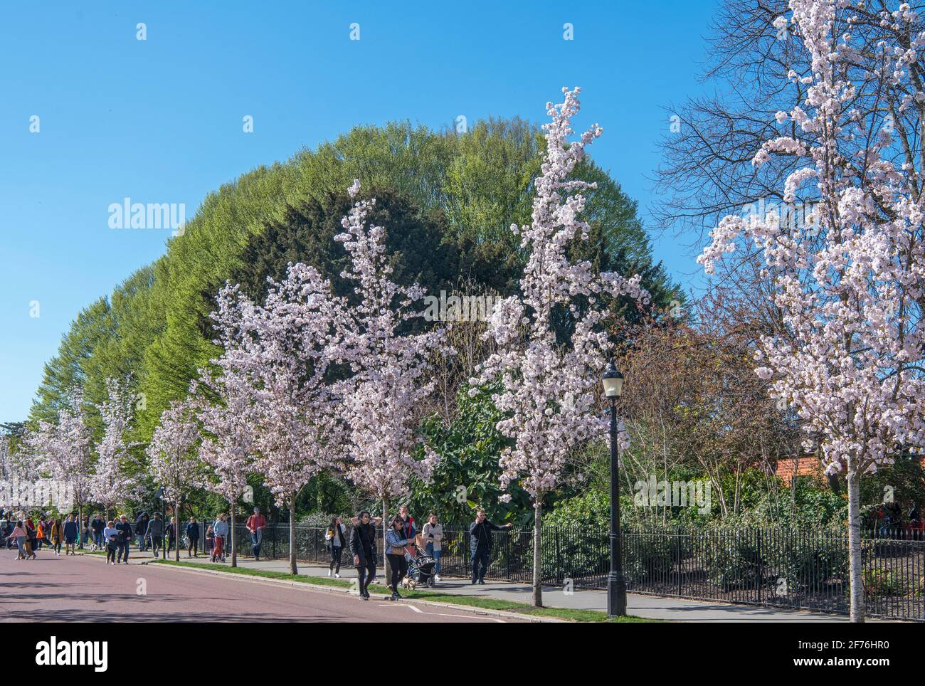 White Cherry blossom trees Sunset Boulevard variety Chester Road Regents Park London Stock Photo