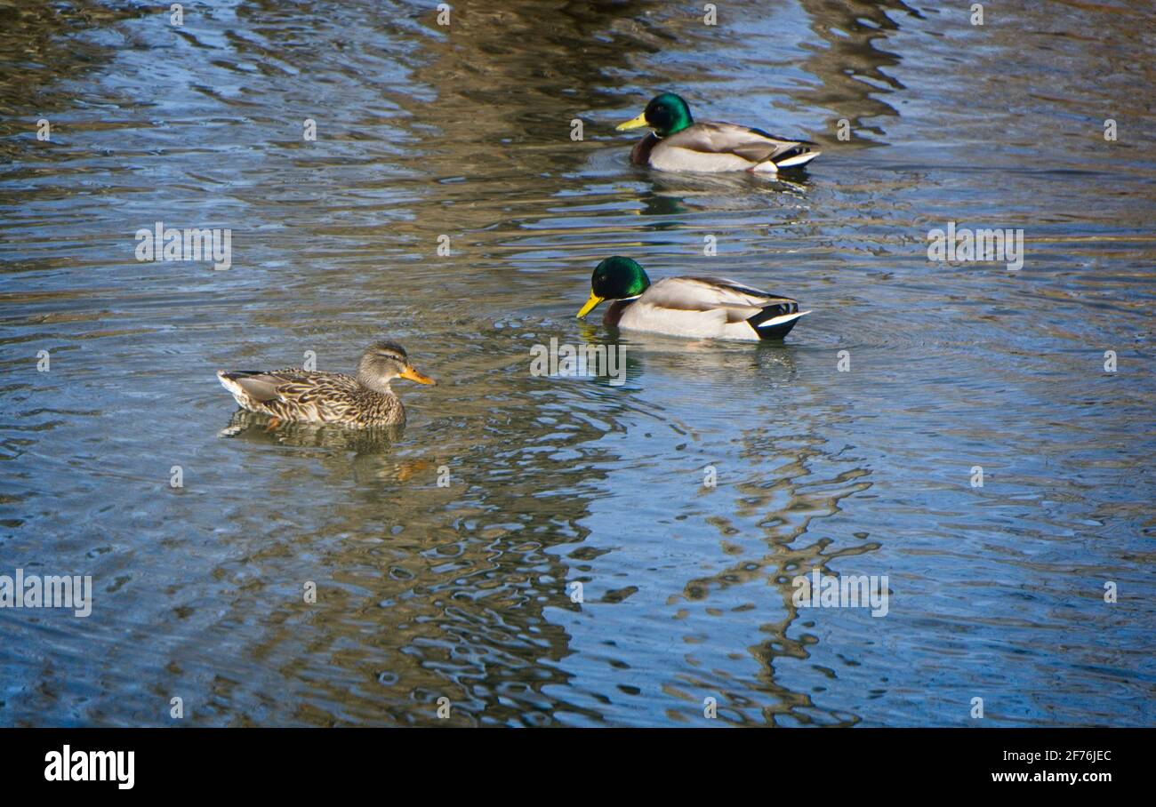 Inglewood Bird Sanctuary & Nature Centre Calgary AB Stock Photo