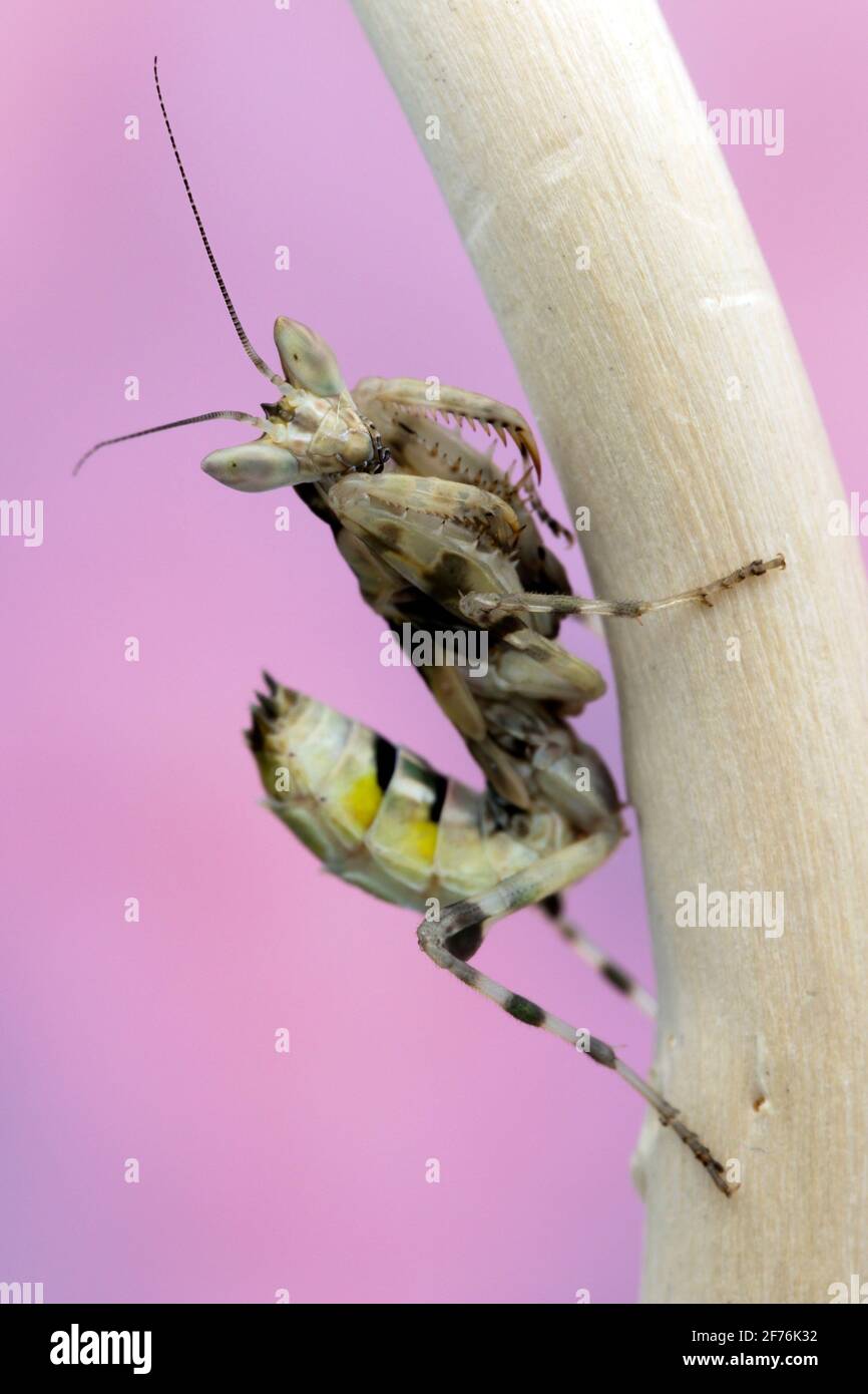 A Malaysian Flower Mantis Stock Photo