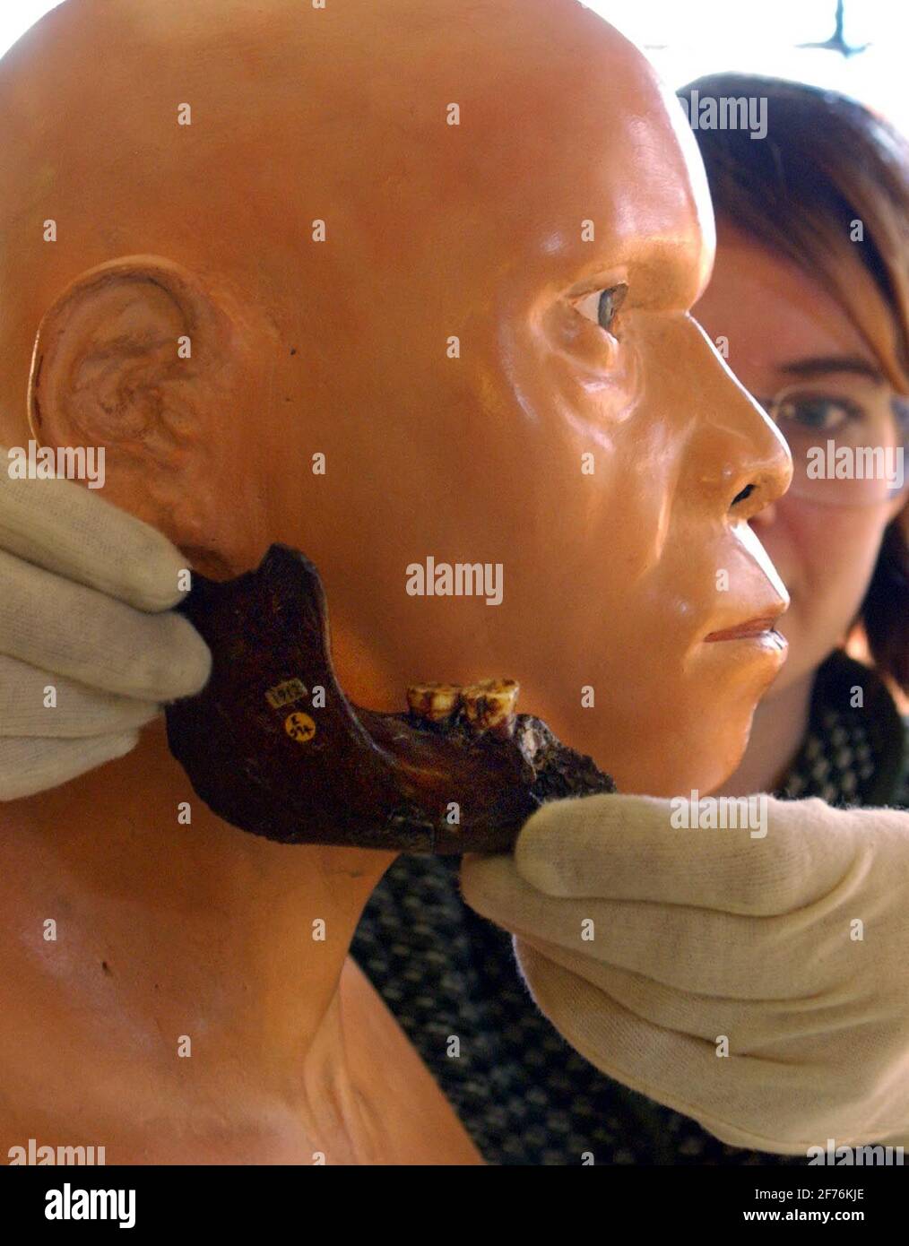 AT THE NATIONAL HISTORY MUSEUM,EXHIBITION OFFICER JANE HYMAS HANDLES THE BONE FRAGMENTS OF 'PILTDOWN MAN'.WHICH GO ON SHOW TO MARK THE 50TH ANNIVERSARY OF THE FRAUD.20/11/03 PILSTON Stock Photo