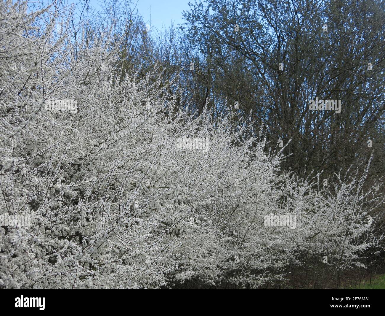 Clouds of billowing snowwhite blossom are a feature of the English