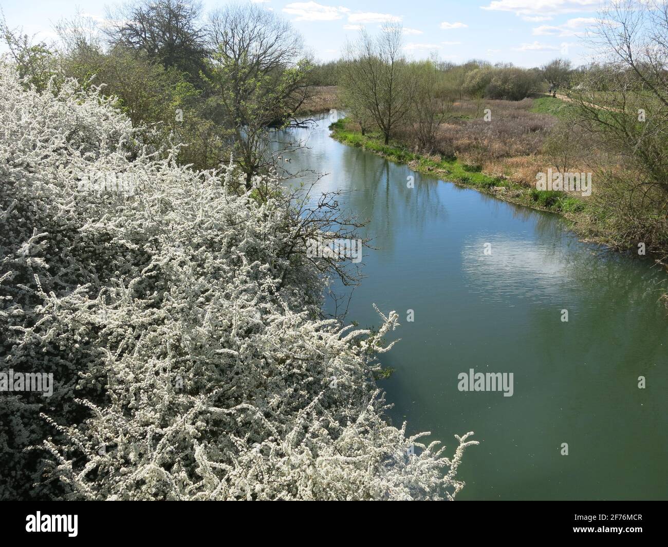 Canal landscape in the English countryside with white blossom in the