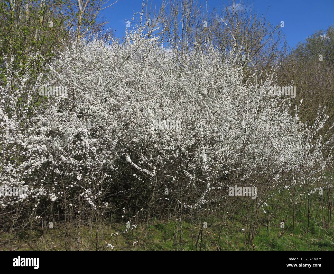 Clouds of billowing snowwhite blossom are a feature of the English