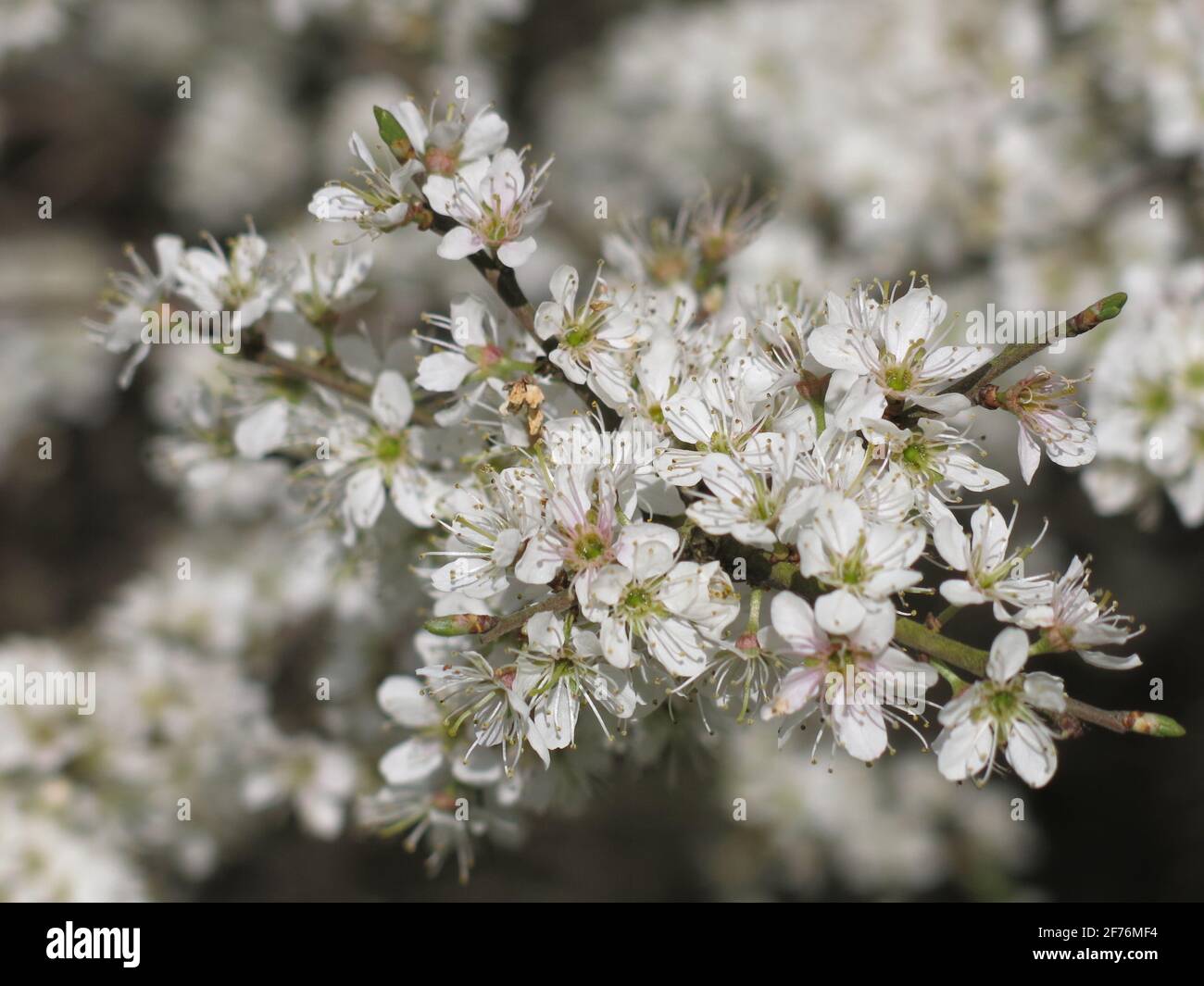 Closeup of a sprig of blackthorn blossom (Prunus Spinosa) with its