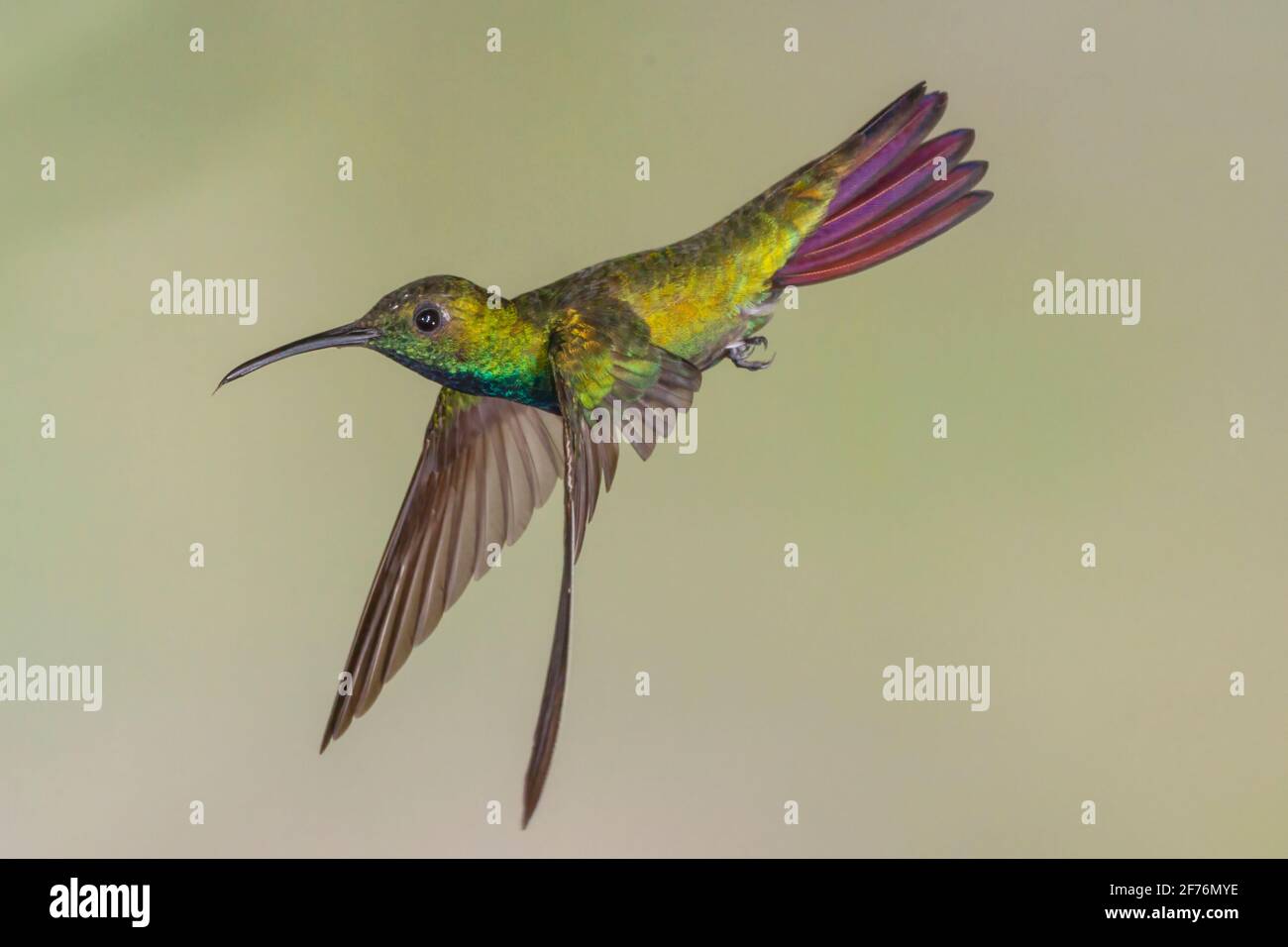 green-breasted mango hummingbird, Anthracothorax prevostii, single adult male hovering near flower, Costa Rica Stock Photo