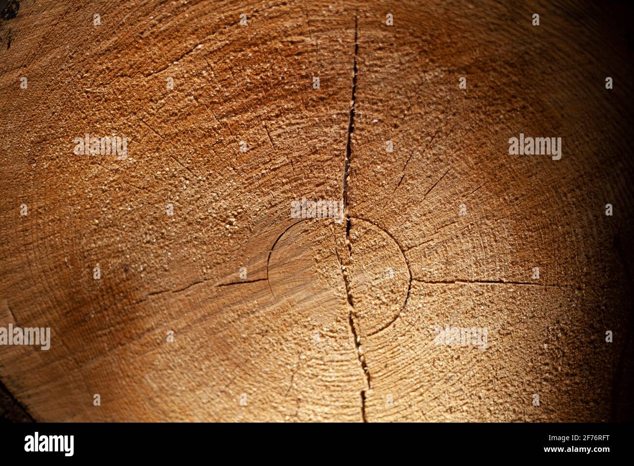 Cut a tree. Withered log. Freshly sawn spruce. Cracks in the cut log. A tree in the sun. Stock Photo