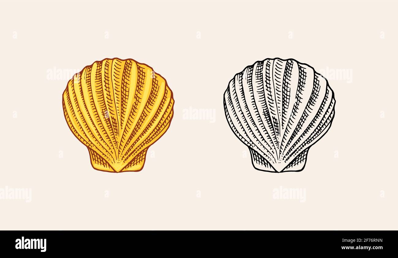 Sea shell or mollusca different forms. Engraved hand drawn in old sketch, vintage style. Nautical or marine, monster or food. animals in the ocean. Stock Vector