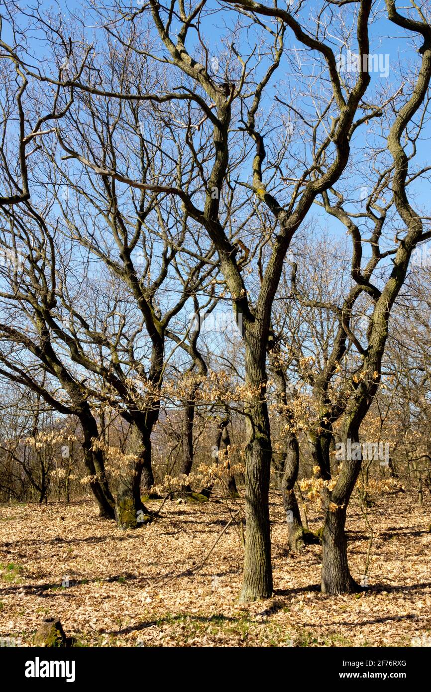 Common oak trees, leafless in April woodland Stock Photo