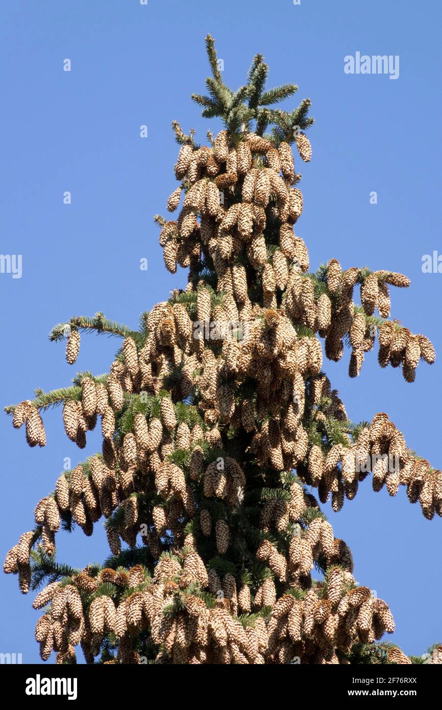 Norway spruce cones Stock Photo