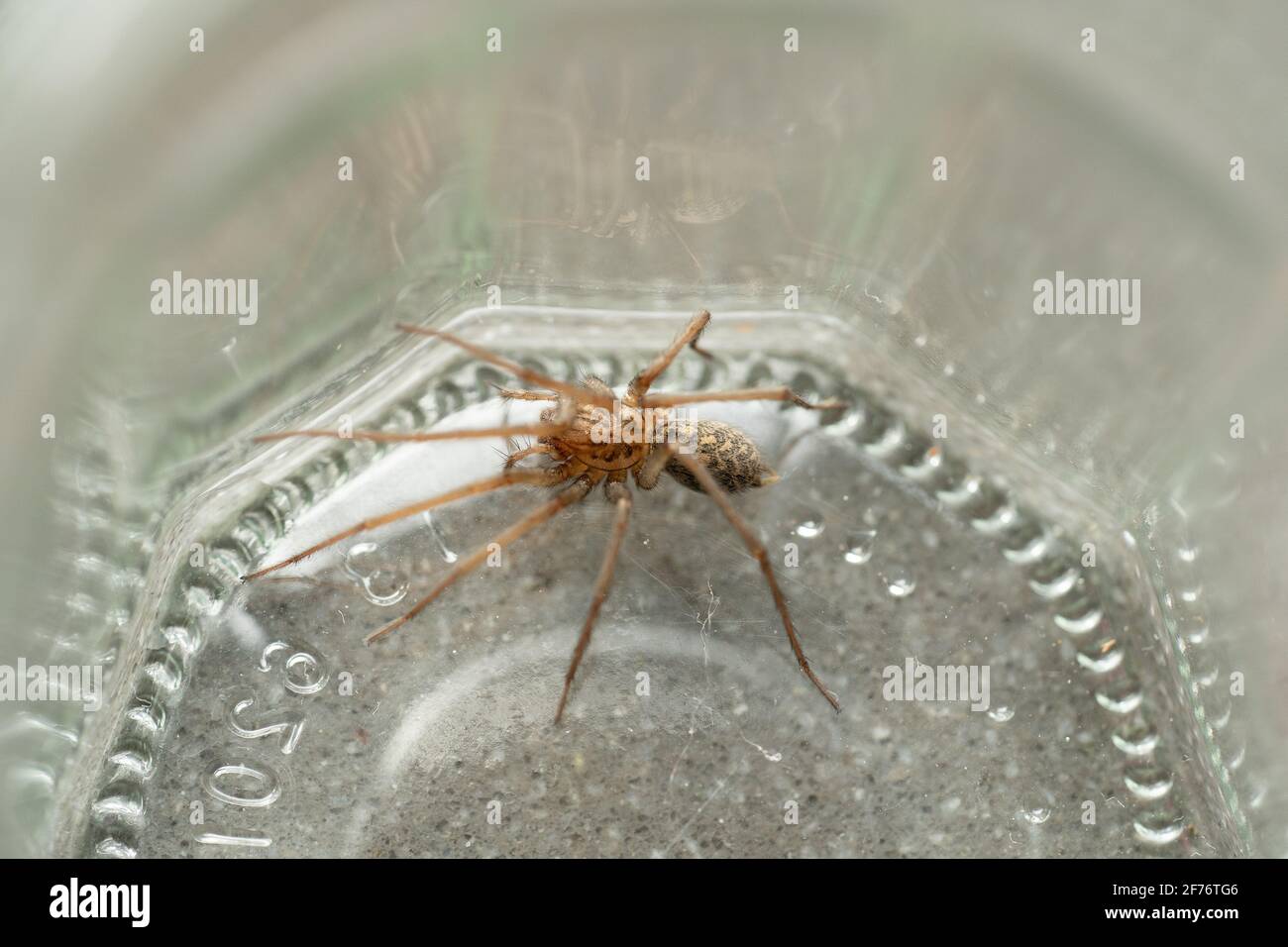 Spider In Jar People trapped in glass jar hi-res stock photography and images - Alamy