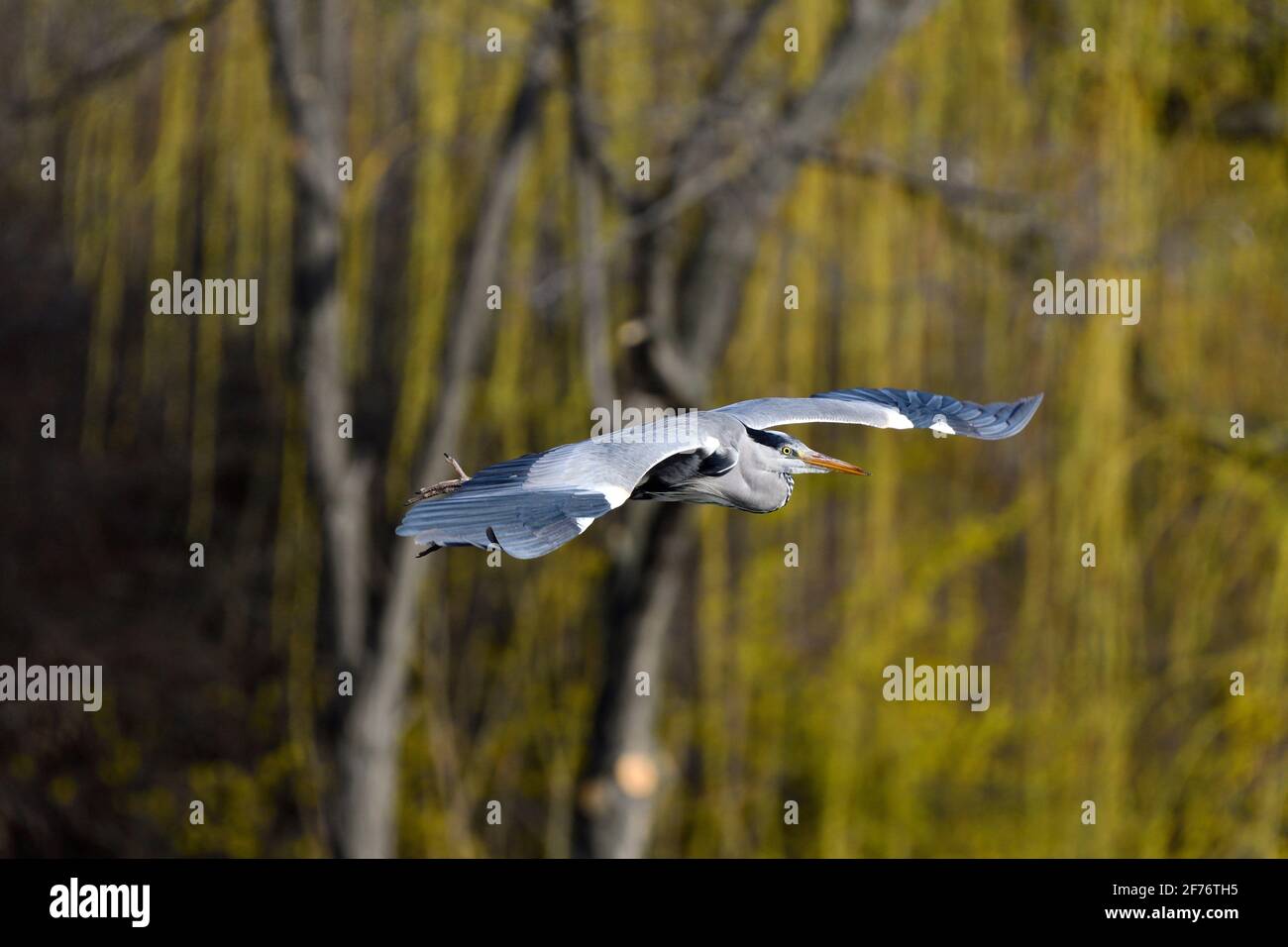 Vienna, Austria. Gray heron (Ardea cinerea) Floridsdorf water park Stock Photo