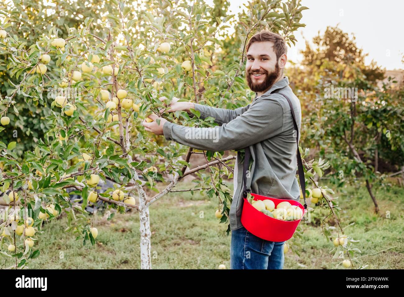 Young attractive farmer male worker crop picking apples in orchard ...