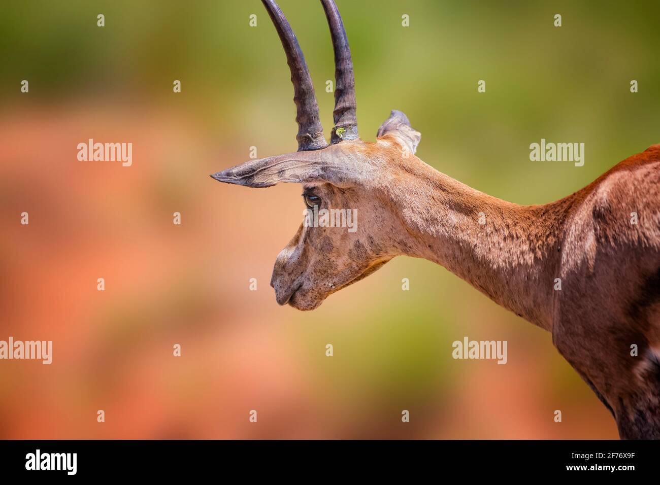 Close up photo of antelope with big horns stands in the grass and chews in Tsavo East, Kenya. It is a wildlife photo from Africa. Stock Photo