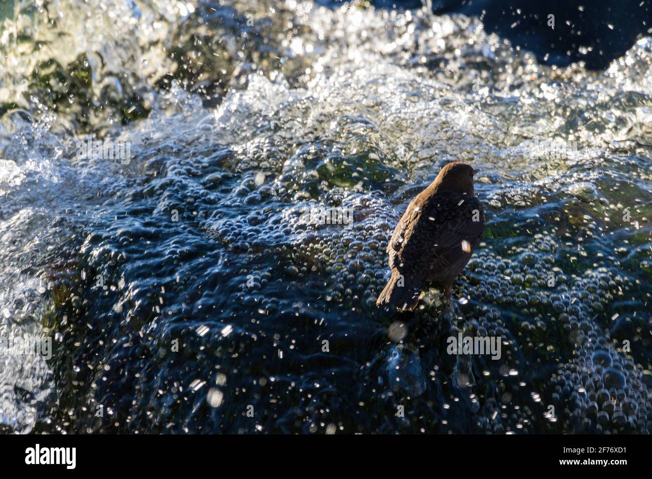 White-throated Dipper Stock Photo