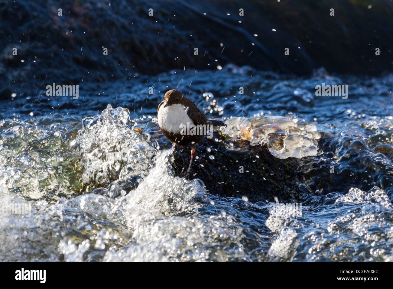 White-throated Dipper Stock Photo