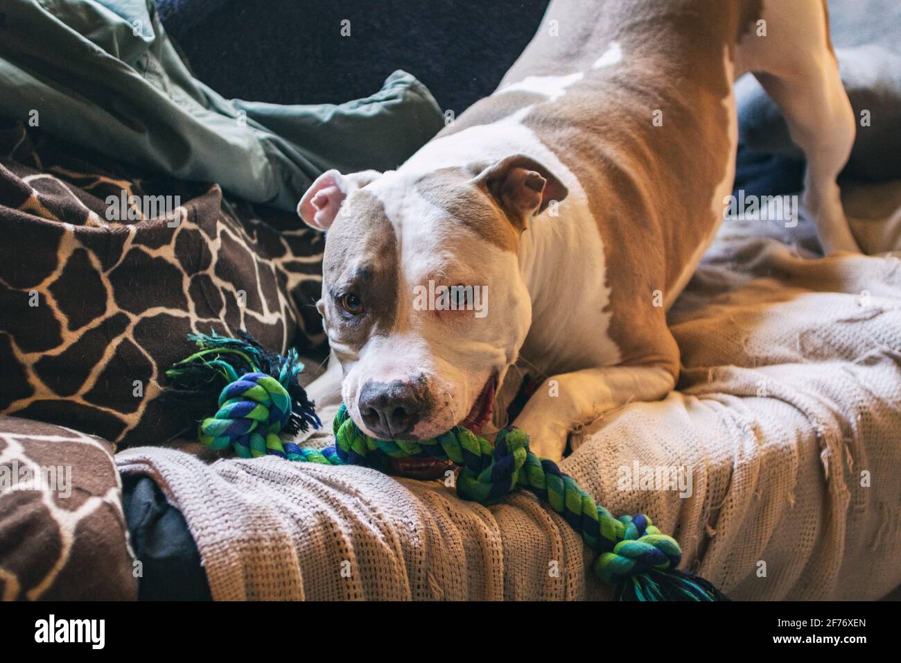 Toy pitbull clearance breed