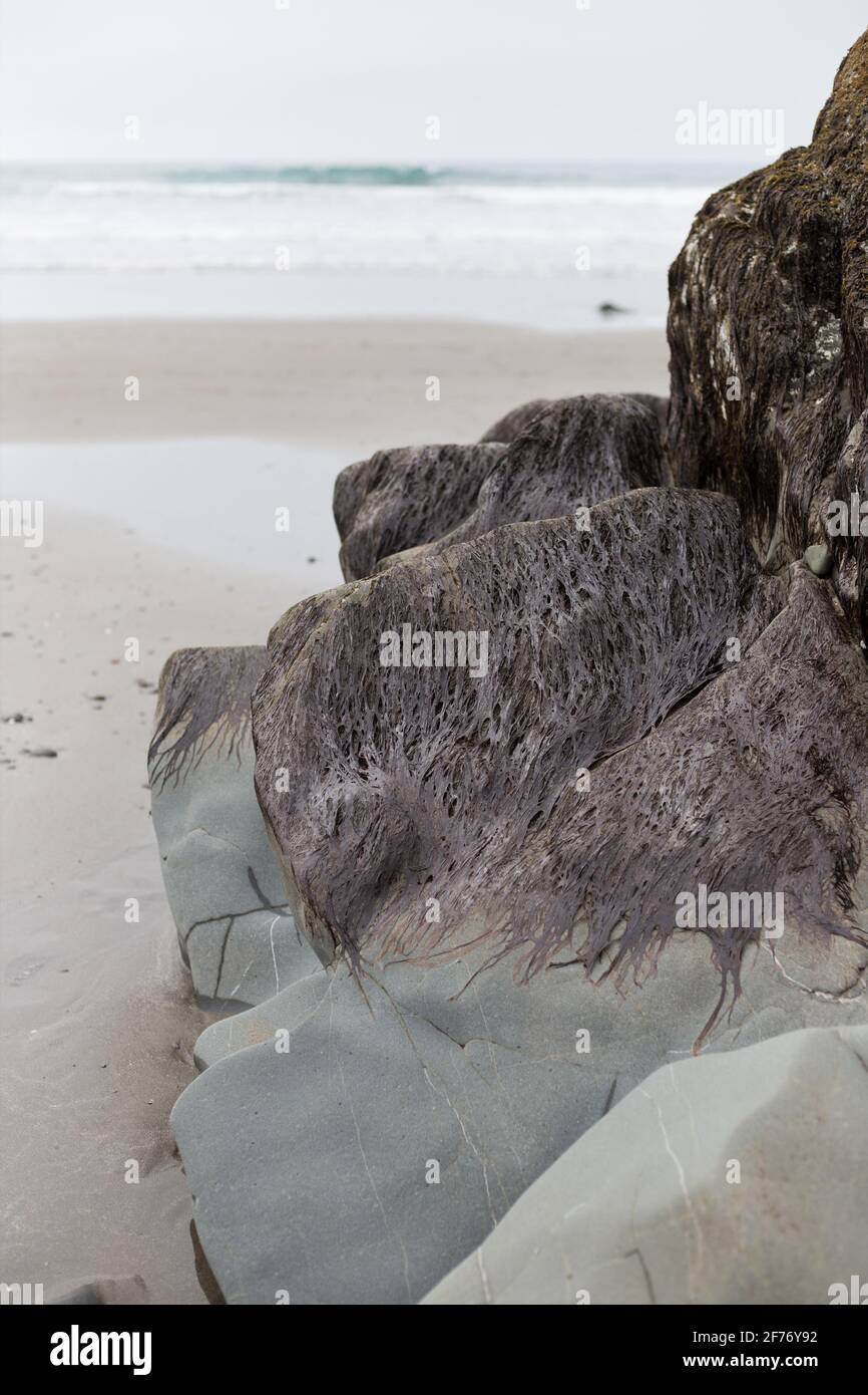 Seaweed covering the tops of rocks at Lone Ranch Beach in Brookings, Oregon. Stock Photo