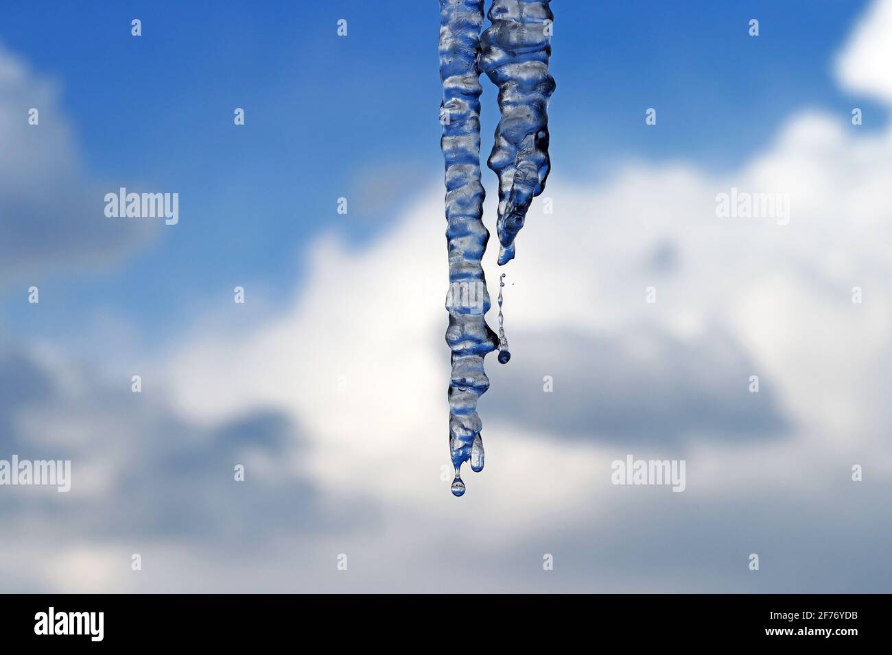 Dripping icicles in spring against the blue and white sky Stock Photo