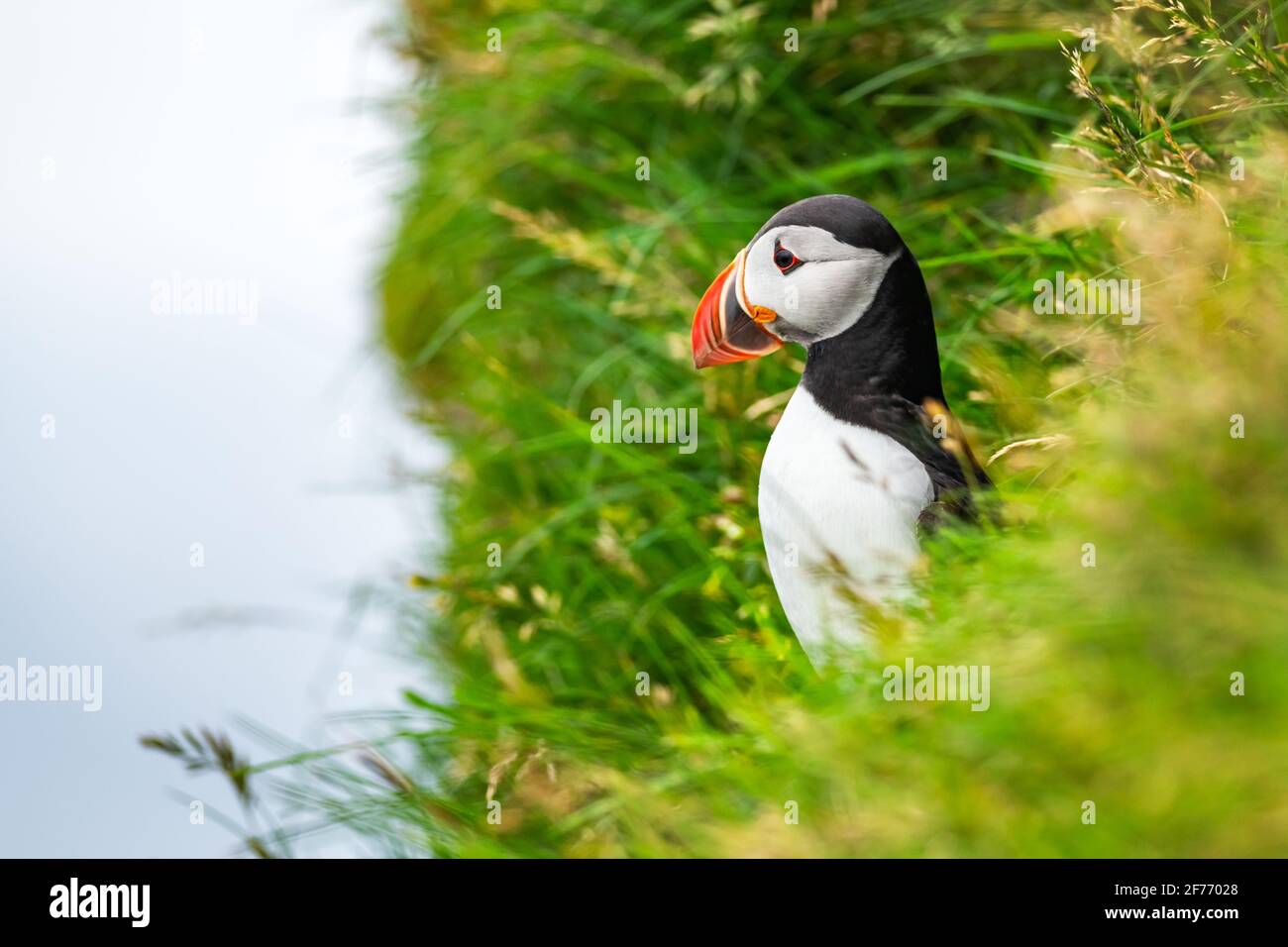 Famous Faroese Bird Puffin On The Edge Of Grassy Coast Of Faroe 