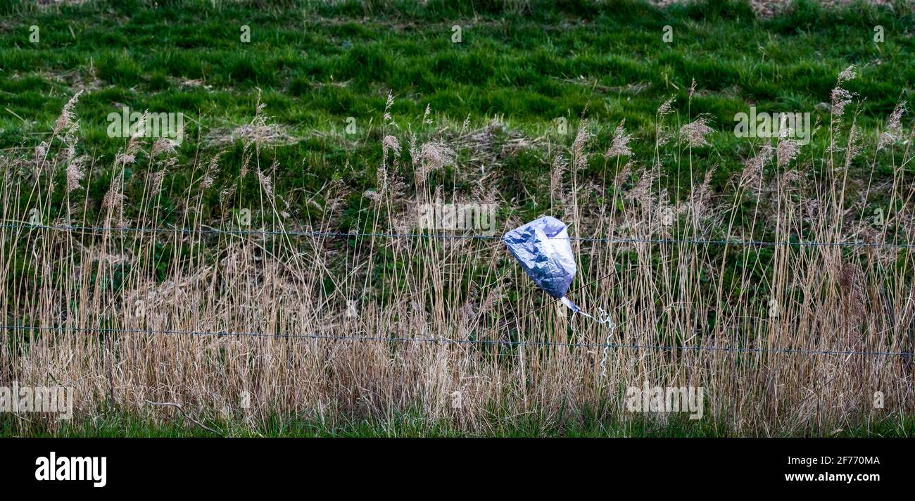 A child's plastic birthday balloon has been carelessly dumped in the countryside causing pollution and harm to wildlife Stock Photo